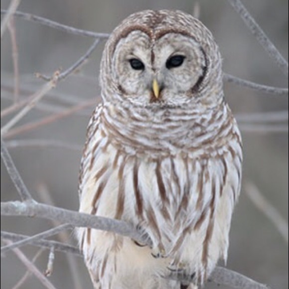 Meet your Posher, Erica - Picture 1 of 1